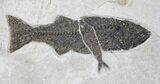 Wide Notogoneus, Mioplosus & Knightia Fossil Fish Plate #28515-3